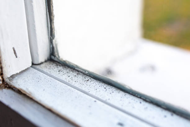 Professional Mold Removal in Harbor, OR