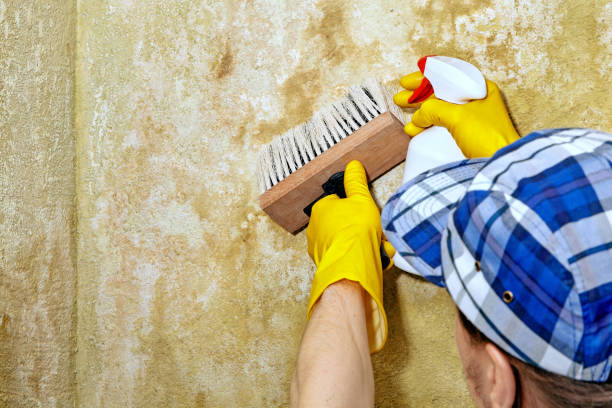 Best Comprehensive Air Testing for Mold Contaminants  in Harb, OR