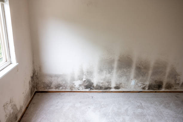 Best Forensic Mold Investigation  in Harb, OR