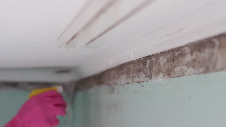 Best Black Mold Removal  in Harb, OR