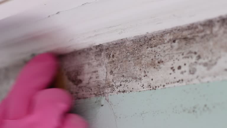 Best Post-Construction Mold Inspection  in Harb, OR